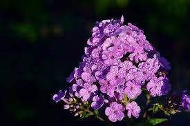 Pin On Edible Flowers