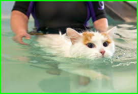 Jenis kucing peliharaan terlangka di dunia binatang peliharaan. Kucing Turkish Van Yang Suka Berenang Daftarhewan Com