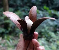 Image result for Dipterocarpaceae