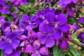 Click on back to return to this alphabetical list. Tibouchinas Flower Or Purple Glory Tree Flower Is Common Garden Tree In Australia Scientific Name Tibouchina Granulosa Other Common Names Are Princess Flower And Glory Bush Stock Photo Picture And Royalty Free