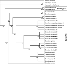 Image result for Pogonospermum subsessile