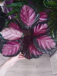 Prayer Plant Girls Prayerplantgirls0785 Profile Pinterest Find professional prayer plant videos and stock footage available for license in film, television, advertising and corporate uses. pinterest