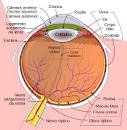Resultado de imagem para formação de imagem do olho humano