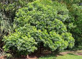 Image result for Filicium decipiens