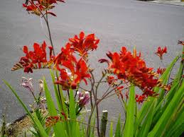 Keep in mind that the blooming season varies every year. Drought Tolerant Plants Minerva S Garden Blog