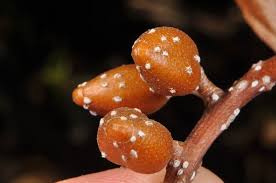 Image result for Hymenodictyon