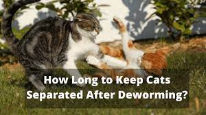 You won't see tapeworms pass after deworming. How Long To Keep Cats Separated After Deworming The Kitty Expert