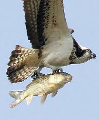 Bird With Fish Amazing Images See Top 22 Vtak Drave Vtaky Momentky