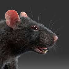 Rat 3d Model In 2020 3d Model Cover Pics Animals