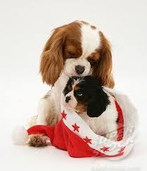Two Different Kinds Blenheim And Tri Color Cavalier King Charles Spaniel Cavalier King Charles Dog King Charles Dog Cavalier King Charles Spaniel