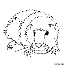 Les cochons d'inde ont un point en commun avec nous : Coloriage Cochon D Inde Dessin Animaux A Imprimer
