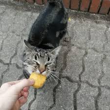 While felines are always interested in what you're eating, many human foods are toxic to cats. Here S A Picture Of My Friends Cat Freddy Eating A Chicken Nugget Aww