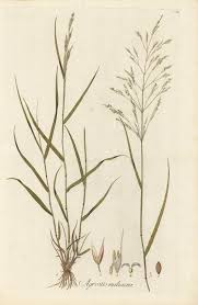 Image result for Agrostis products