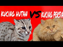 Ada kucing hutan borneo, blacan, dahan benua, hutan jawa, hutan kalaimantan dan hutan sumatera. Asian Leopard Cat Vs Orange Persian Cat Youtube