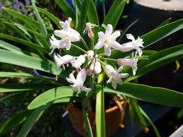 Image result for Tulbaghia fragrans