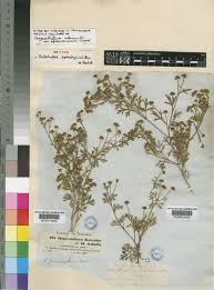 Image result for Chrysanthellum