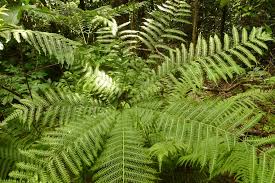 Image result for Pteris tripartita