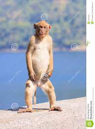 Male Natural Wild Rhesus Macaque Monkey Macaque Monkey Rhesus Macaque Macaque