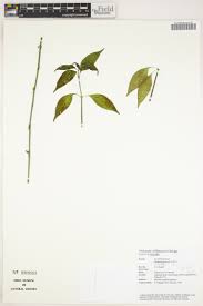 Image result for Justicia matammensis