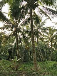 Kelapa mataq dan kelapa pandan. Kelapa Mataq F2 å³‡è¾¾æ¤° 2ä»£ Kelapa Pandan æžœè‹— Startseite Facebook