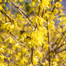 Spring Hill Nurseries Lynwood Gold Forsythia Live Bareroot Plant Yellow Flowers With Green Foliage 1 Pack Plants Bush Plant Easy Landscaping Front Yard