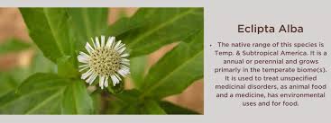 Image result for Eclipta prostrata