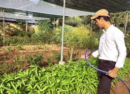 Nhân rộng mô hình trồng rau hữu cơ trong trường học - Báo Đồng Khởi Online