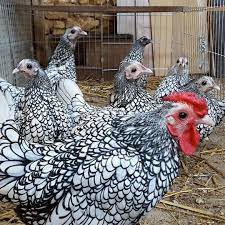 Secara nutrisi, telur ayam kampung bisa dibilang cukup kaya. Kate Ayam Hias Asal Indonesia