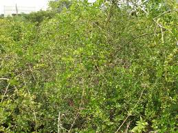 Image result for Scutia myrtina