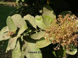 Image result for Ixora praetermissa