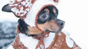 Cappotto per cani harris tweed fatto a mano segno di spunta rosso lusso giacca foderato caldo natale accogliente. Miglior Cappotto Per Cani 2021 Guida All Acquisto Reviewbox