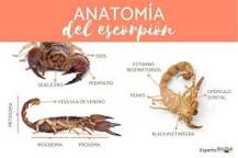 Resultado de imagen para alacranes escorpiones prevención y control