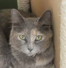 Tortoise Shell Calico Cat Dilute Tortie Domestic Long Hair Cat If A Sweet Gentle Lap Cat Friends Gatos Mirarte Seres Magicos