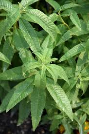 Image result for Aloysia citrodora