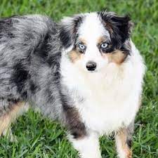 We did not find results for: Miown Miniature Australian Shepherd Puppies Home Facebook
