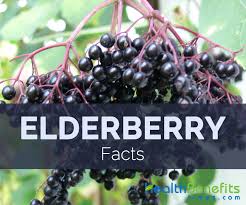 Make your own elderberry syrup with fresh or dried berries or juice and save money on this wonderful immune booster for kids or adults. Elderberries Liquid Coronavirus Flu Shot Living Center Oregon