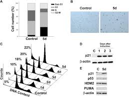 Cell division, mitosis and cancer. Reactive Oxygen Species And Mitochondrial Sensitivity To Oxidative Stress Determine Induction Of Cancer Cell Death By P21 Journal Of Biological Chemistry