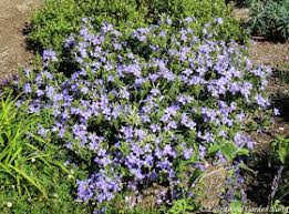 Image result for Barleria obtusa