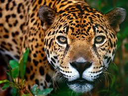 Los jaguares se dice que son capaces de cruzarse con los leopardos y leones. Imagenes De Jaguares Animales
