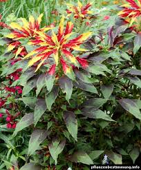 Image result for Amaranthus tricolor