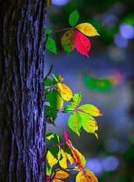 Creeper enderman ghost mojang monster night. Best Hd Background Photos Images Pictures Free Download 2020 Allphotosshop