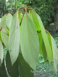 Image result for Actinodaphne