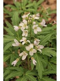 Image result for Cardamine obliqua