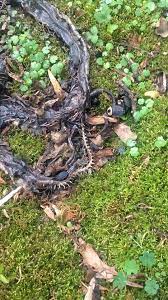 If i had opened the door it would have had to suffer with a broken neak, so instead, i cleaved it with a machete to end its suffering. Carrion Beetles Eating A Dead Black Snake Common Birds Garden Sculpture Outdoor Decor