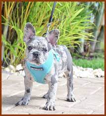 A Lot Of People Have Been Asking If We Have A Blue Merle Female Available Wel Blue Bulldog Puppies Merle French Bulldog French Bulldog Puppies