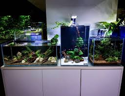 Aquascape is the only aquatic store in dubai that is dedicated to aquascape. Three Nano Aquascapes All Without Co2 Perfect For A Kitchen Bench Or Bedside Table Aquarium Aquascape Aquascaping A Aquascape Aquascape Aquarium Aquarium