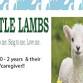Little Lambs event image