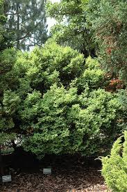 Image result for Chamaecrista plumosa