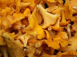 Collecting And Identifying Fungi To Eat Scottish Fungi
