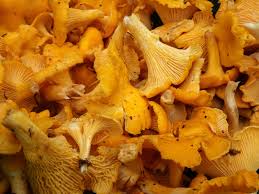 collecting and identifying fungi to eat scottish fungi